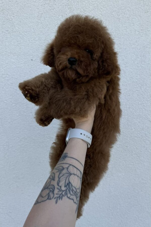Icarus Toy Poodle