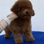 Icarus-male-Toy-Poodle-puppy-for-sale-5