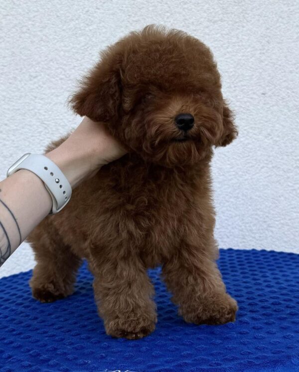 Icarus Toy Poodle