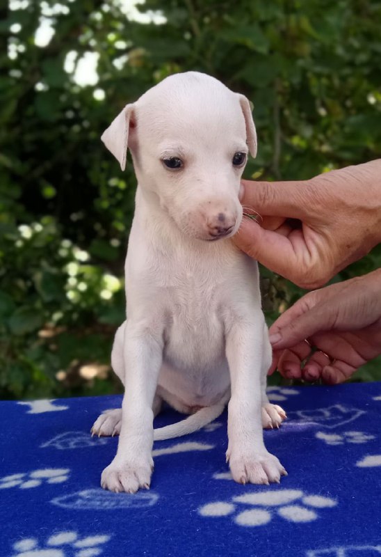 Ice Cream Whippet Ice Cream Whippet