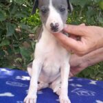 Icona-female-Whippet-puppy-for sale-1