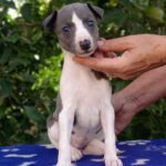 Idea-female-Whippet-puppy-for sale-1