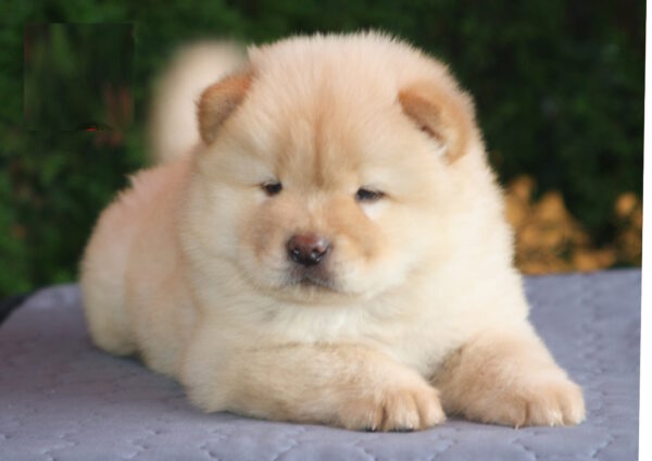 Iffy Chow-Chow