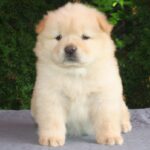 Ilman-male-chow-chow-puppy-for-sale-1 (2)