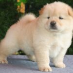 Mars Chow-Chow