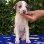 Imperial-male-Whippet-puppy-for sale-1