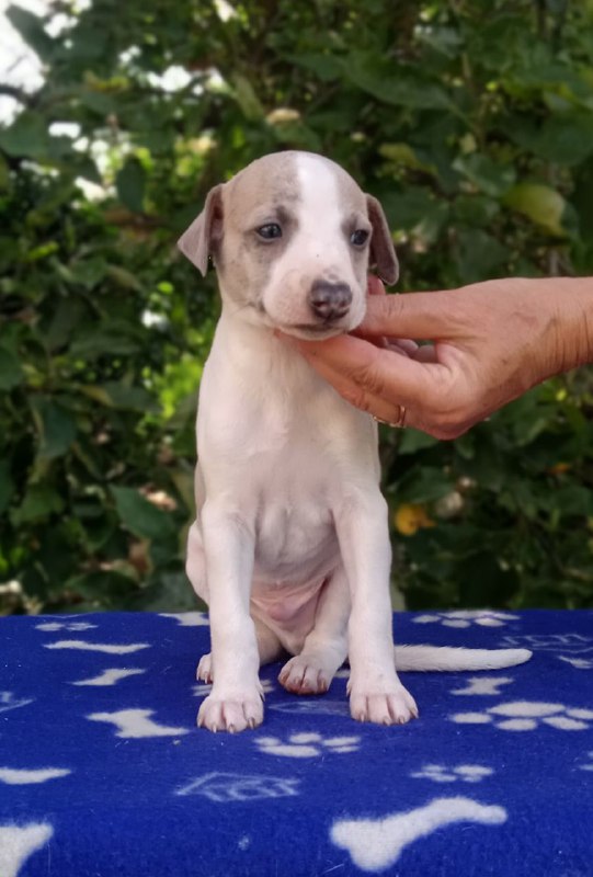 Imperial Whippet Imperial Whippet