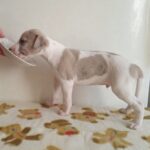 Imperial-male-Whippet-puppy-for sale-2