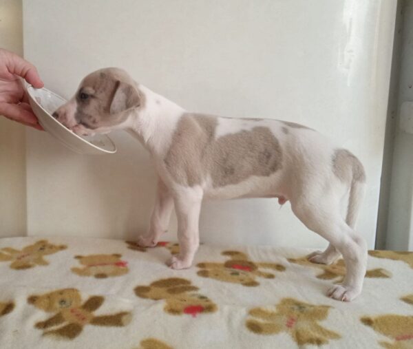 Imperial Whippet Imperial Whippet