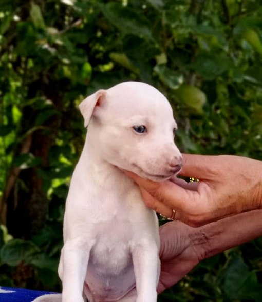 Itsa Whippet Itsa Whippet