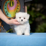 Jared-male-Maltese-puppy-for-sale-1