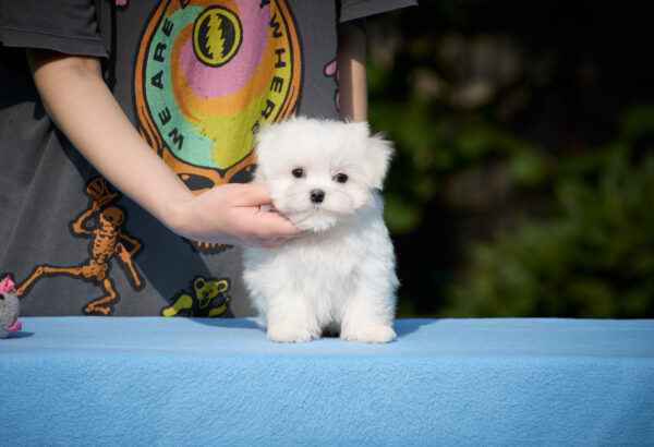 Jared Maltese Jared Maltese