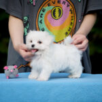Jared-male-Maltese-puppy-for-sale-2