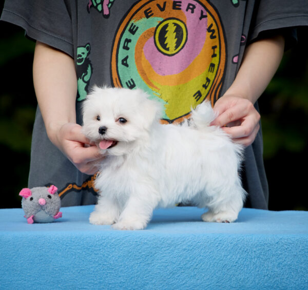 Jared Maltese Jared Maltese