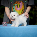 Jared-male-Maltese-puppy-for-sale-3