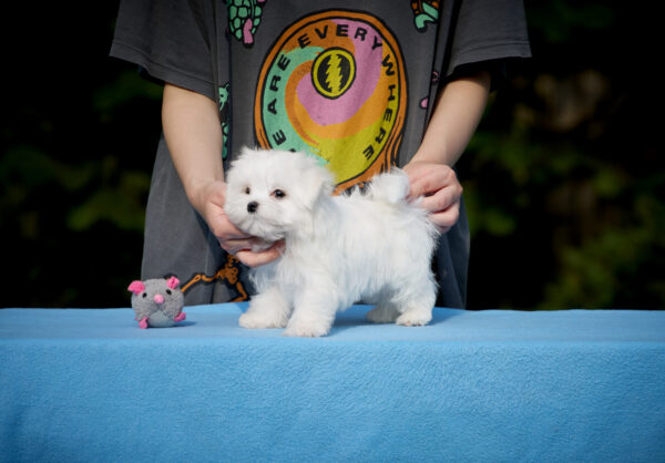 Jared Maltese Jared Maltese