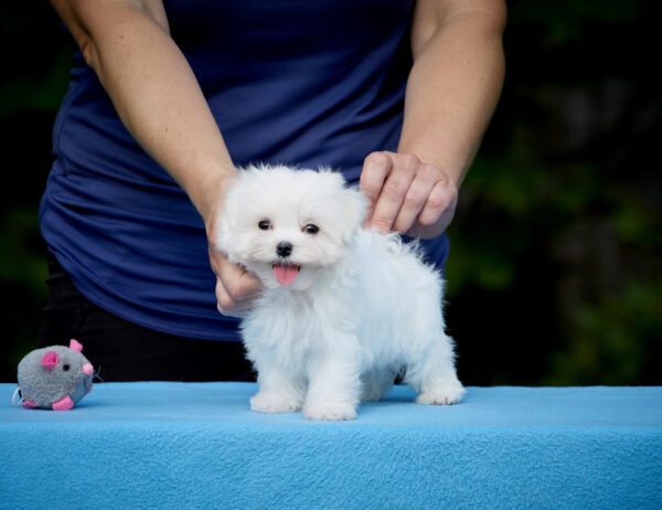 Jared Maltese Jared Maltese