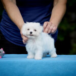 Jared-male-Maltese-puppy-for-sale-5