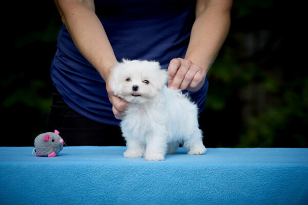 Jared Maltese Jared Maltese