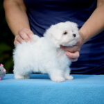 Jared-male-Maltese-puppy-for-sale-6