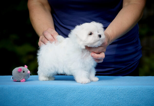 Jared Maltese Jared Maltese