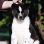 Jazz-male-American-Akita-puppy-for-sale-1 (1)