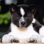 Jazz-male-American-Akita-puppy-for-sale-1 (2)