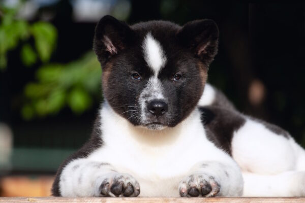 Jazz American Akita Jazz American Akita