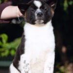 Jazz-male-American-Akita-puppy-for-sale-1 (3)