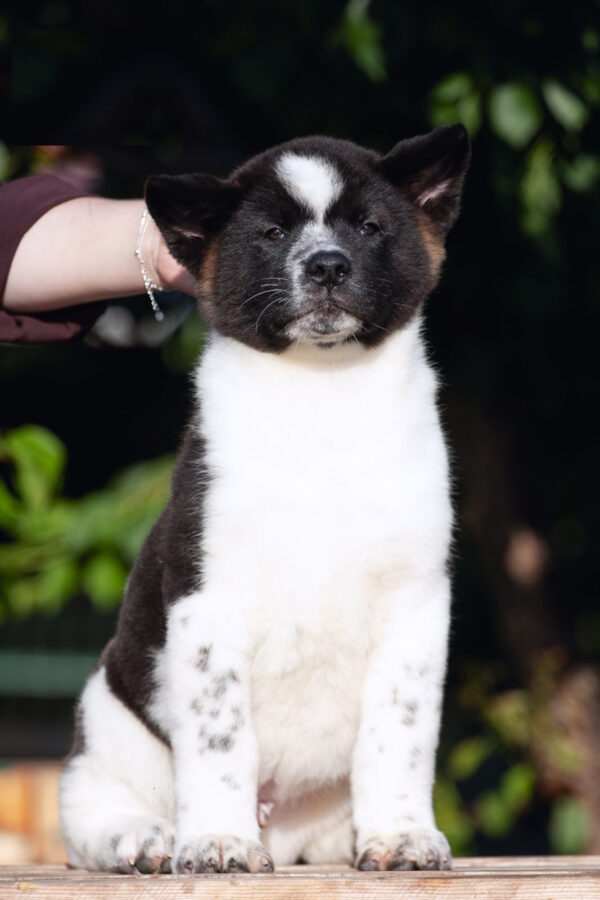 Jazz American Akita Jazz American Akita