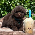 Jimi Miniature Poodle