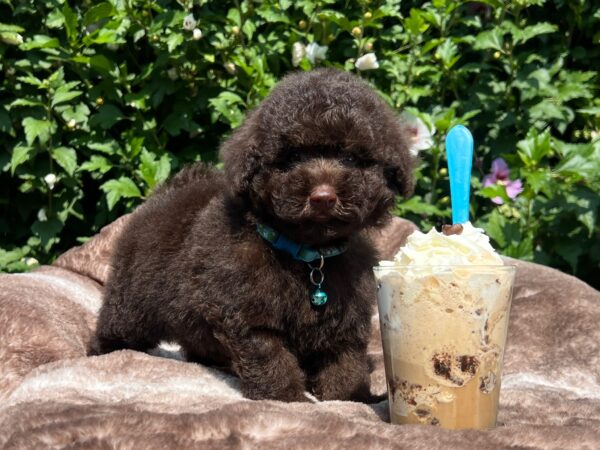 Jeannot Miniature Poodle