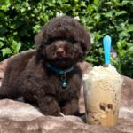 Jeannot-female-miniature-poodle-puppy-for-sale-1 (2)