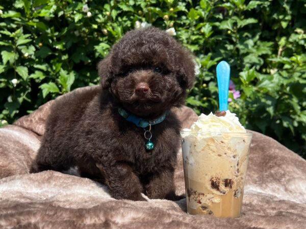 Jeannot Miniature Poodle