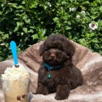 Jeannot-female-miniature-poodle-puppy-for-sale-1 (3)