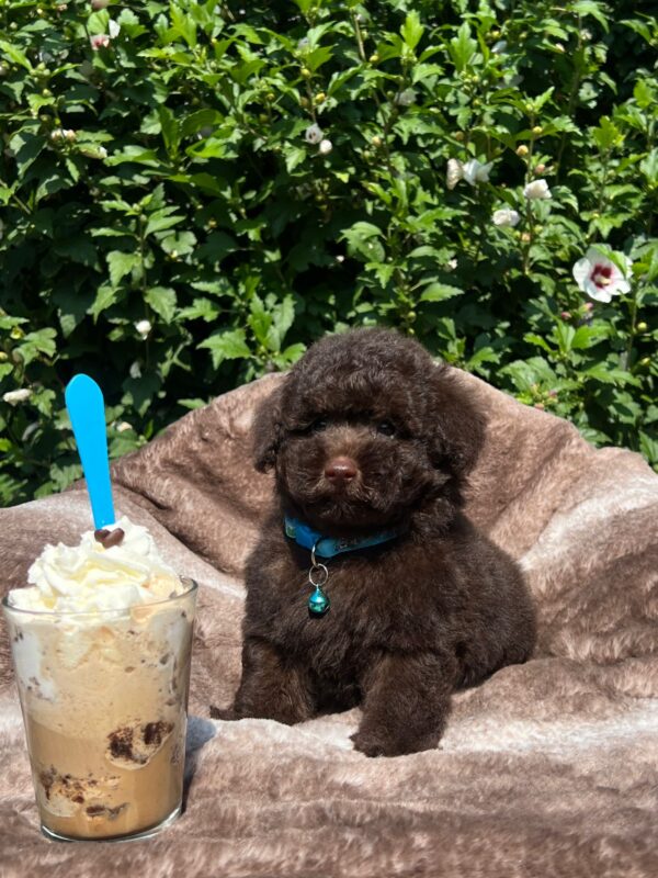 Jeannot Miniature Poodle