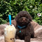 Jeannot-female-miniature-poodle-puppy-for-sale-1 (4)
