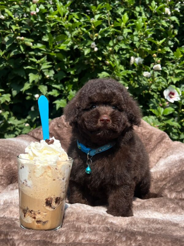 Jeannot Miniature Poodle