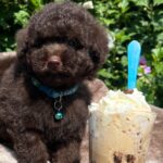 Jeannot-female-miniature-poodle-puppy-for-sale-1 (5)