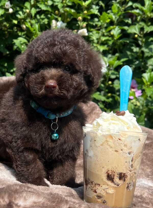 Jeannot Miniature Poodle