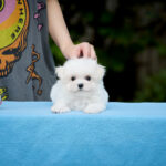 Jonny-male-Maltese-puppy-for-sale-1
