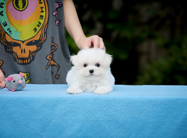 Jonny Maltese Jonny Maltese