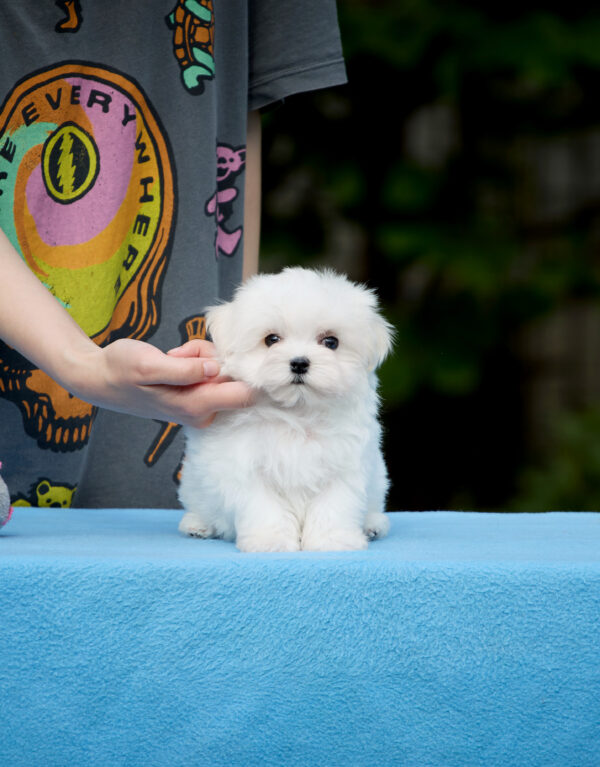 Jonny Maltese Jonny Maltese