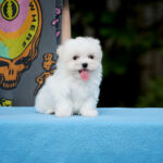 Jonny-male-Maltese-puppy-for-sale-3