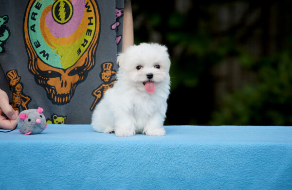 Jonny Maltese Jonny Maltese