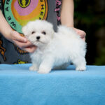 Jonny-male-Maltese-puppy-for-sale-4