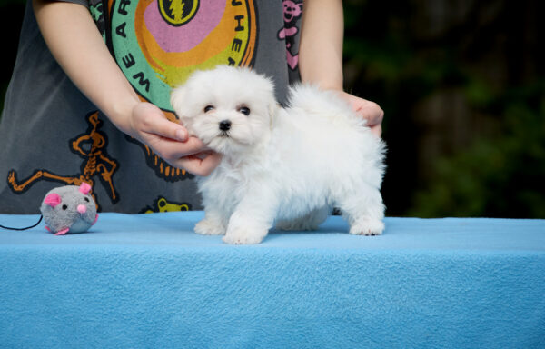 Jonny Maltese Jonny Maltese