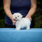 Jonny-male-Maltese-puppy-for-sale-5