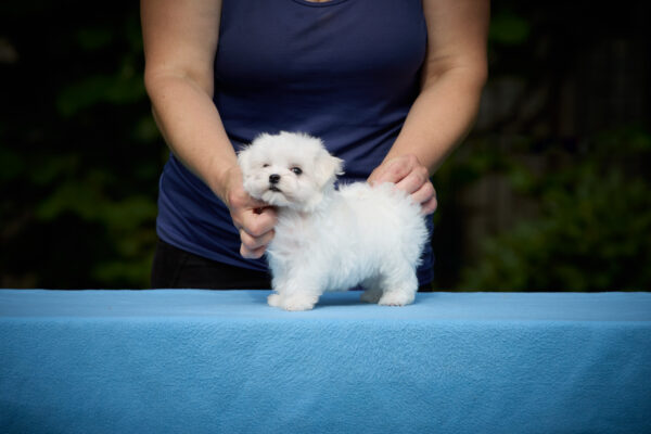 Jonny Maltese Jonny Maltese