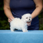 Jonny-male-Maltese-puppy-for-sale-6
